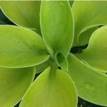 Maui Buttercups Hosta (Hosta 'Maui Butttercups'), a perennial featuring purple flowers and perennial.