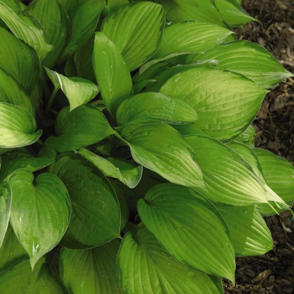 Close-up of purple hosta flowers on Paul's Glory Hosta blooming in early summer to late summer.
