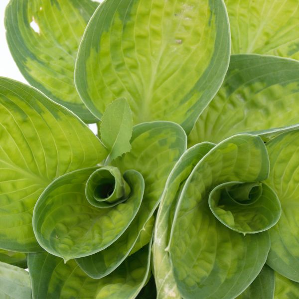 Close-up of purple hosta flowers on Rainforest Sunrise Hosta blooming in late summer to early fall.
