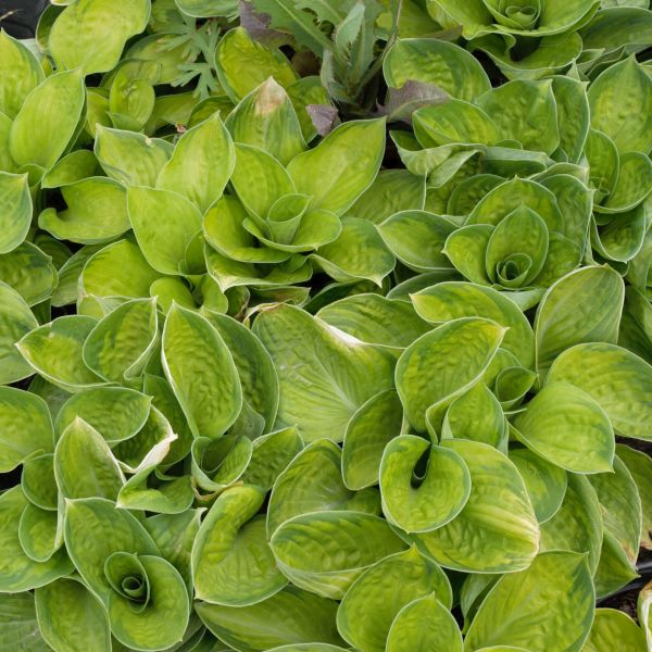 Rainforest Sunrise Hosta (Hosta 'Rainforest Sunrise'), a perennial featuring purple flowers and perennial.