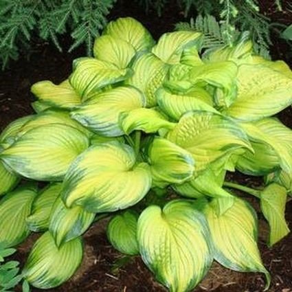 Perennial foliage of Stained Glass Hosta (Hosta 'Stained Glass') in a garden setting.
