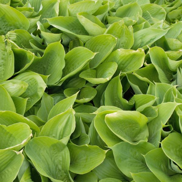 Perennial foliage of Sum and Substance Hosta (Hosta x 'Sum and Substance') in a garden setting.