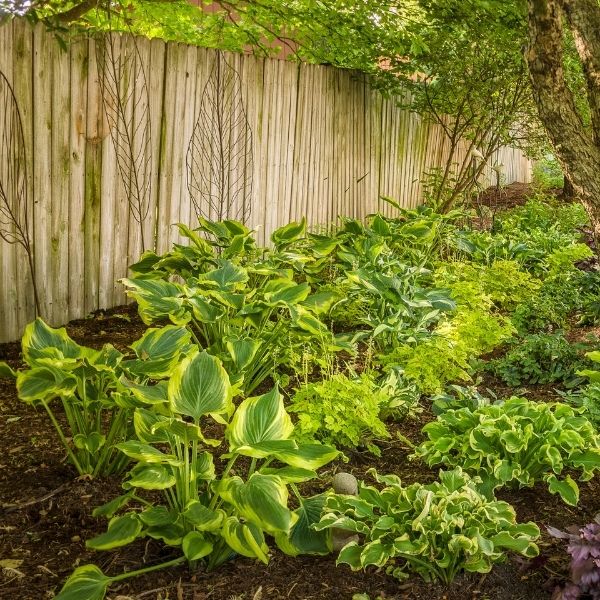 Perennial foliage of Wheee! Hosta (Hosta 'Wheee!') in a garden setting.