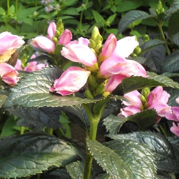 Close-up of pink chelone flowers on Hot Lips Turtlehead blooming in late summer to early fall.