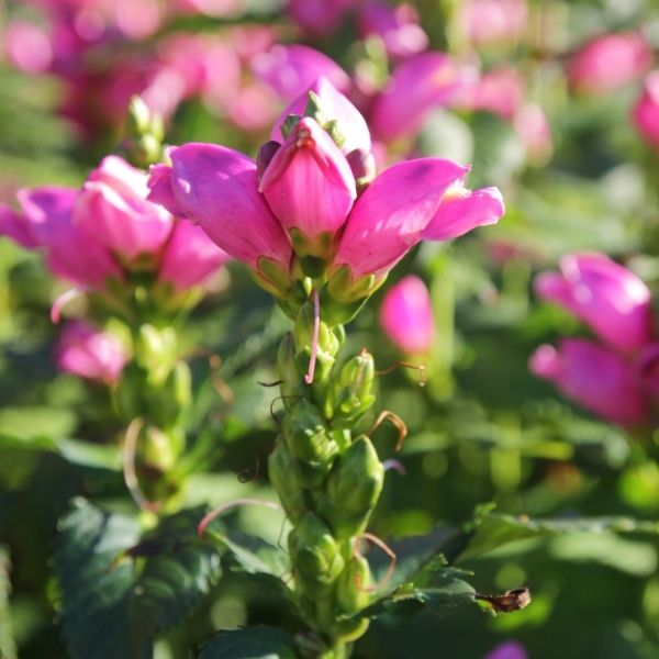 Hot Lips Turtlehead (Chelone lyonii 'Hot Lips'), a perennial featuring pink flowers and perennial.