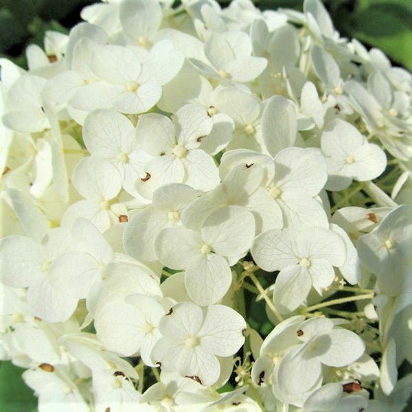 Annabelle Hydrangea (Hydrangea arborescens 'Annabelle') growing in a garden landscape, showing mature shrub form.