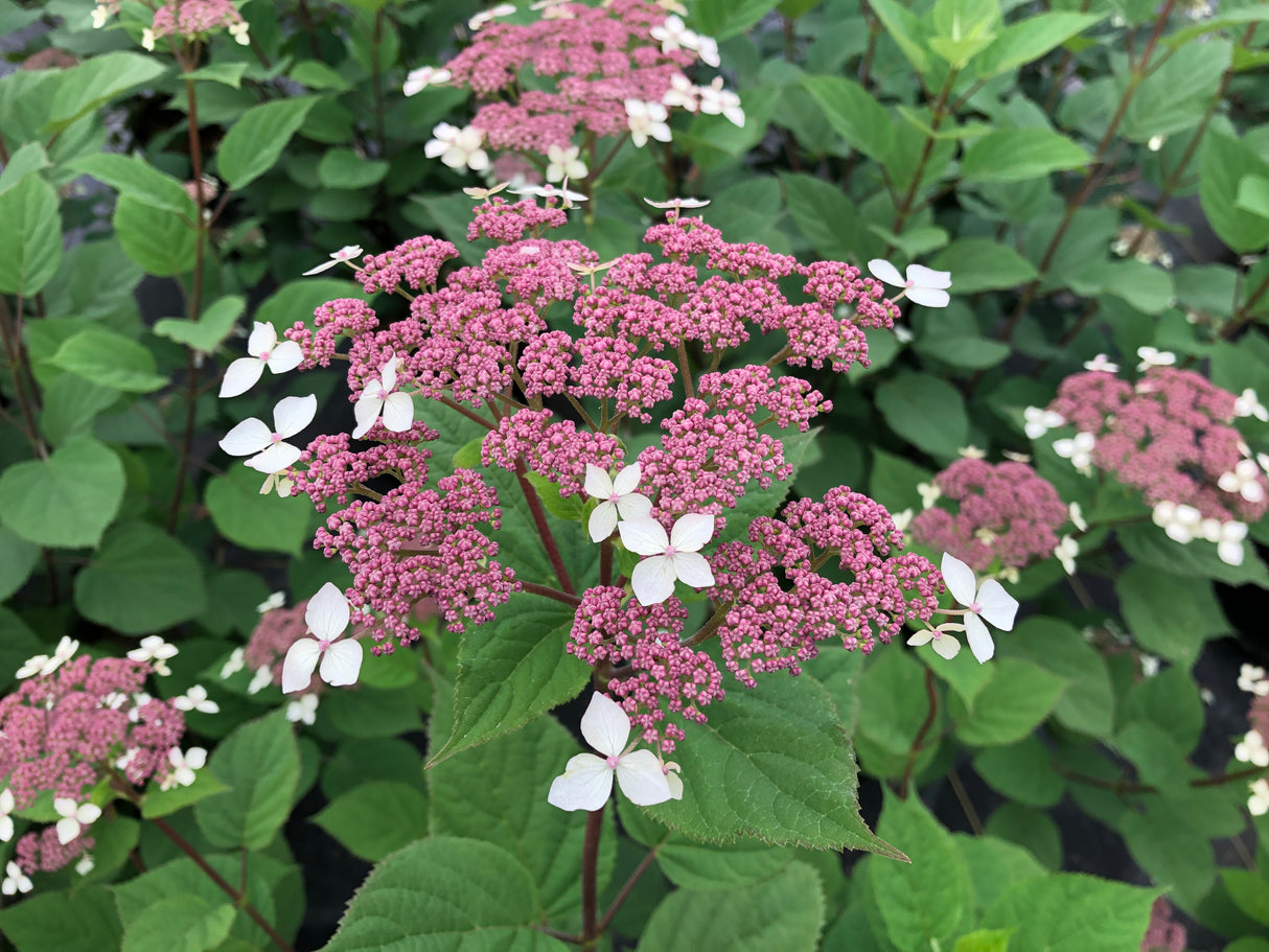 Invincibelle Lace® Smooth Hydrangea