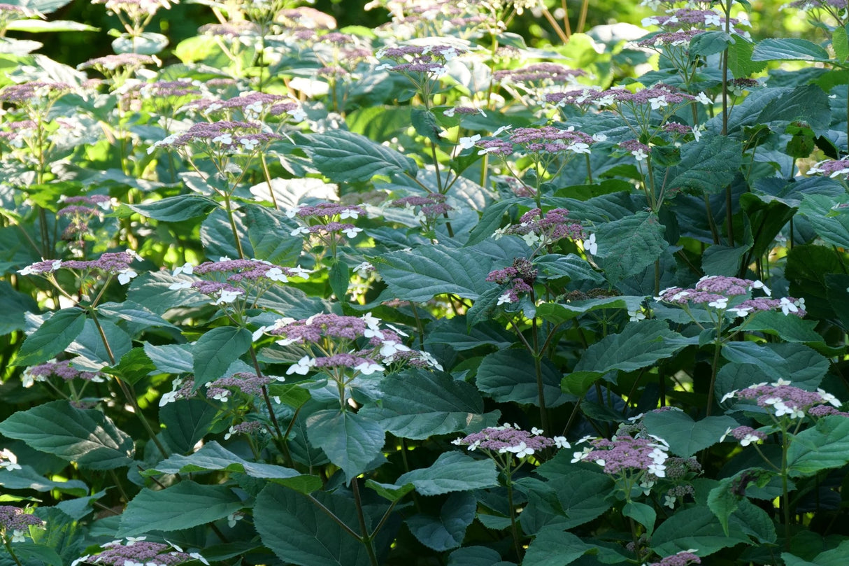 Invincibelle Lace® Smooth Hydrangea