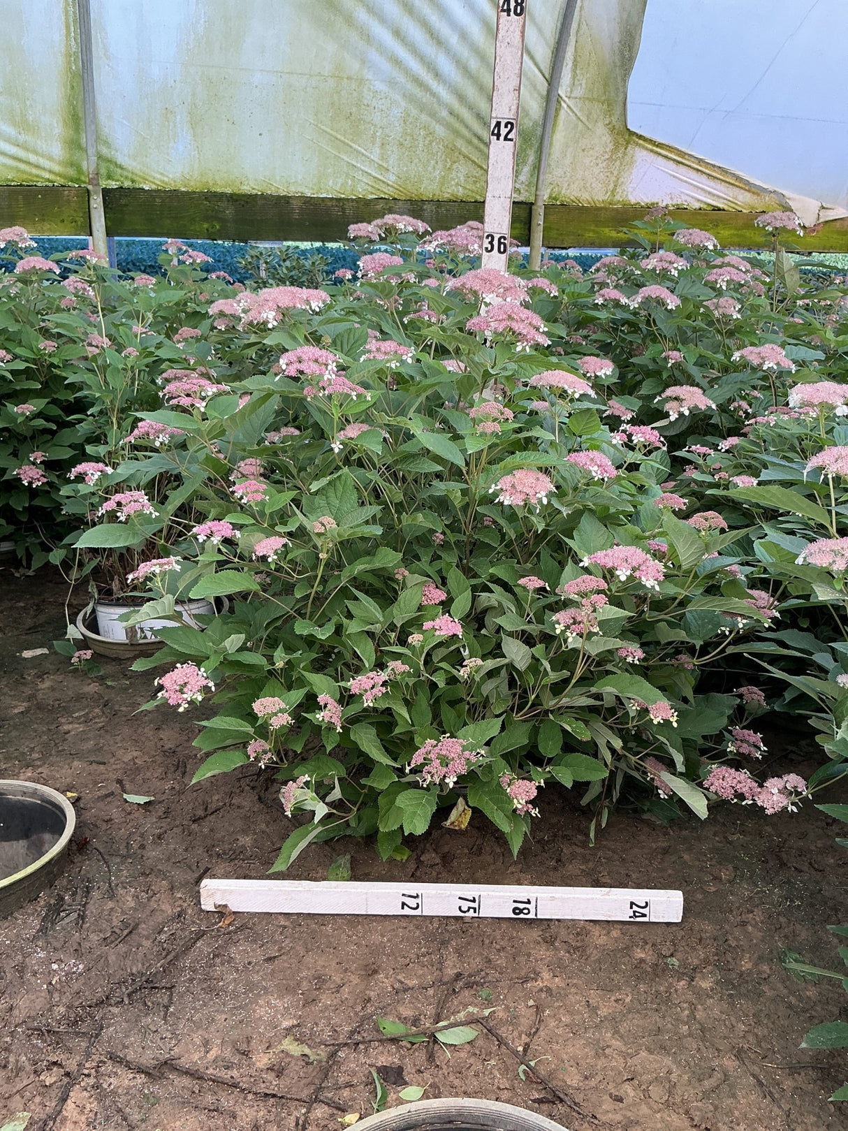 Invincibelle Lace® Smooth Hydrangea