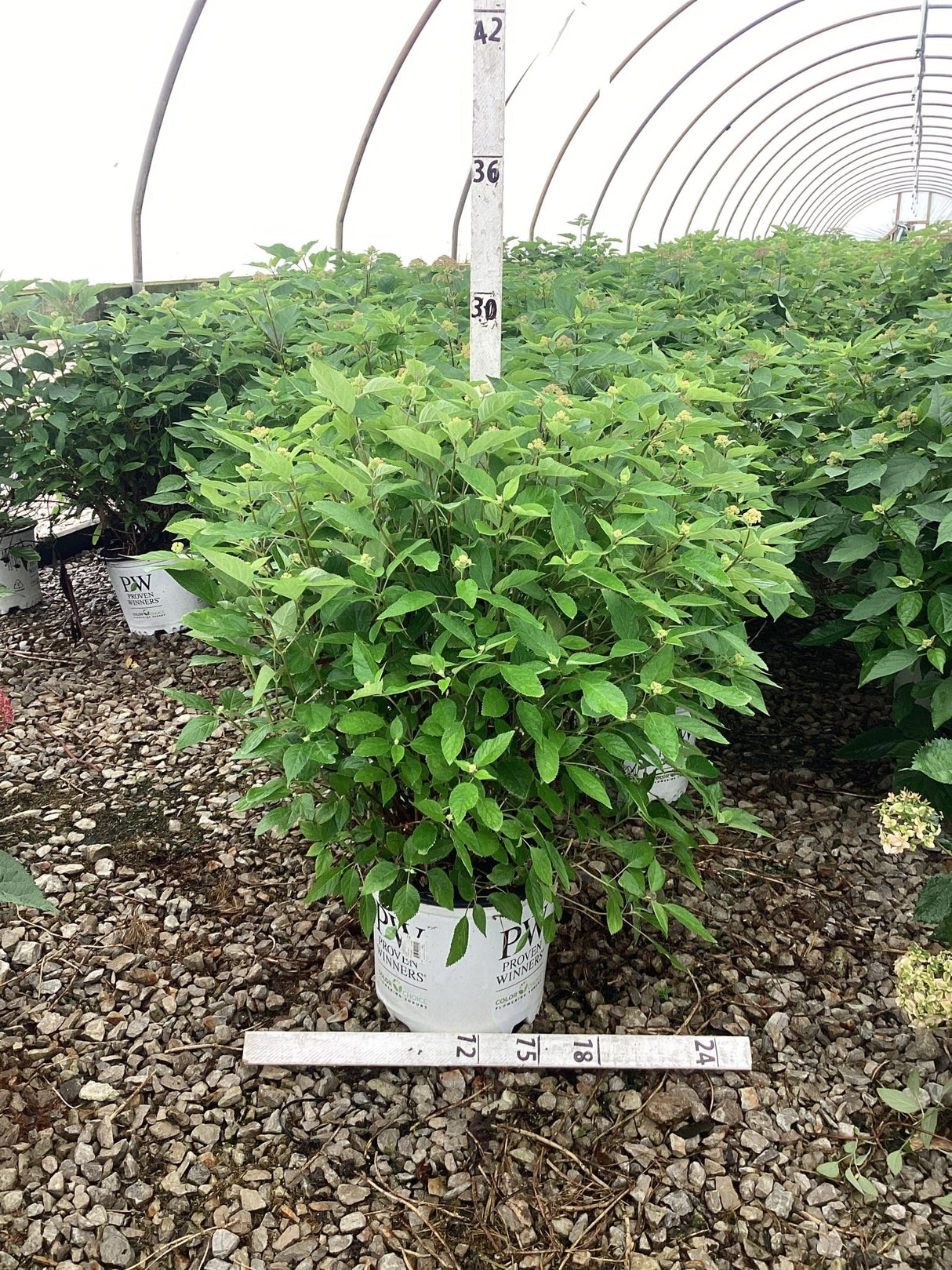 Invincibelle Lace® Smooth Hydrangea