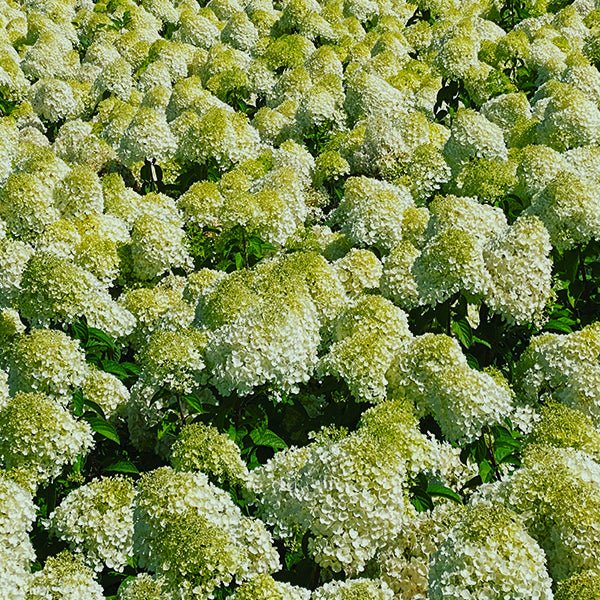 Bobo® Panicle Hydrangea