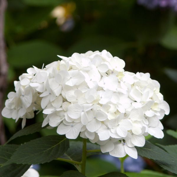 Endless Summer® Blushing Bride Bigleaf Hydrangea