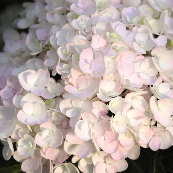 Endless Summer® Blushing Bride Bigleaf Hydrangea