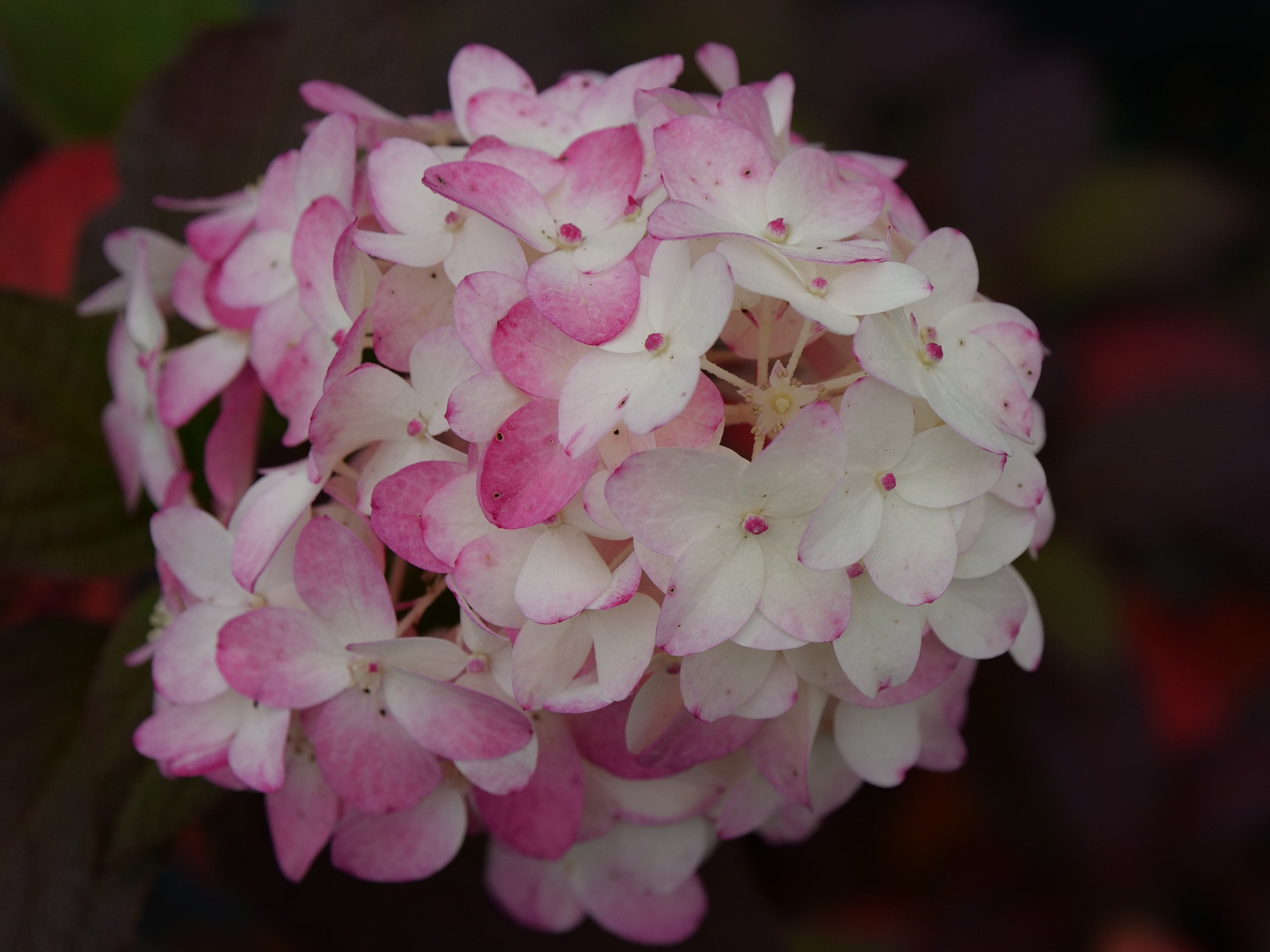 Fire Light Tidbit® Panicle Hydrangea