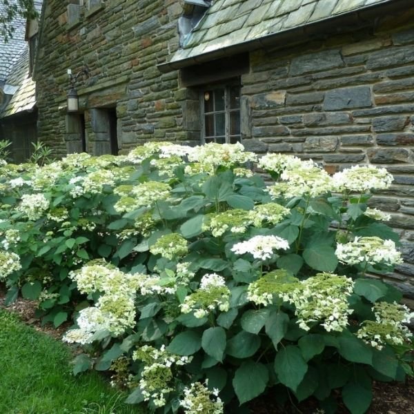 Close-up of white hydrangea flowers on Haas Halo Hydrangea.