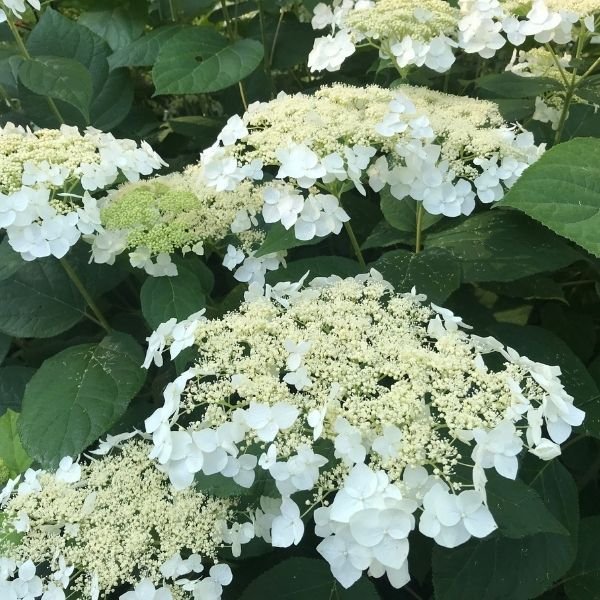 Haas Halo Hydrangea (Hydrangea arborescens 'Haas Halo'), a shrub featuring white flowers and deciduous.