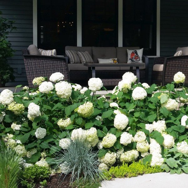 Incrediball® Hydrangea