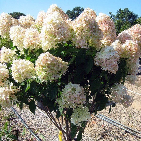 Deciduous foliage of Limelight Panicle Hydrangea Tree (Hydrangea paniculata 'Limelight') in a garden setting.