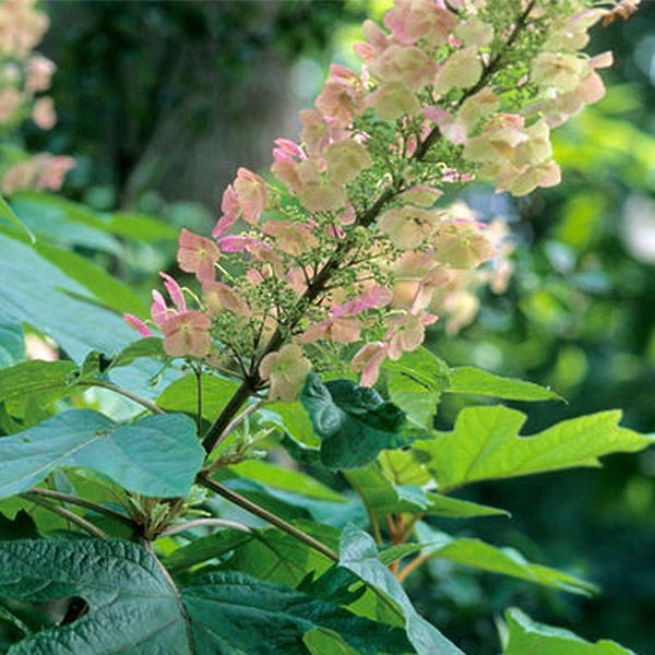 Alice Oakleaf Hydrangea (Hydrangea quercifolia 'Alice'), a shrub featuring pink, white, mixed flowers and deciduous.