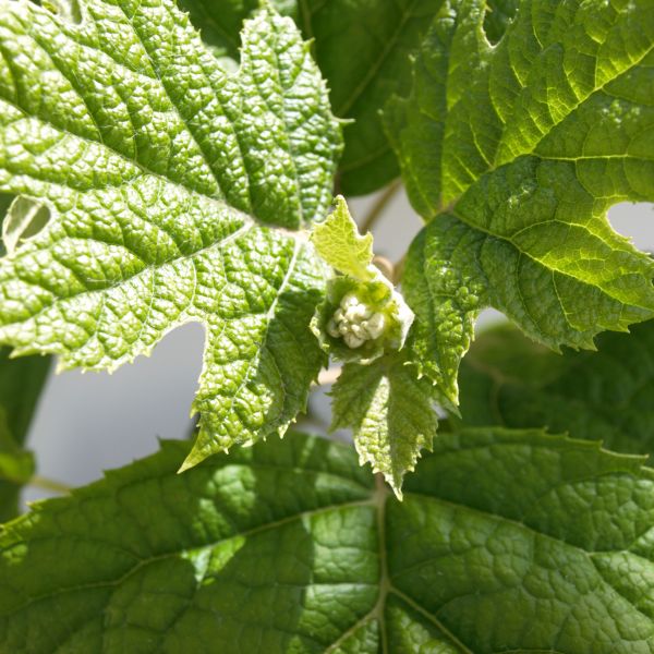 Close-up of red, pink, white hydrangea flowers on Ruby Slippers Oakleaf Hydrangea blooming in early summer to late summer.
