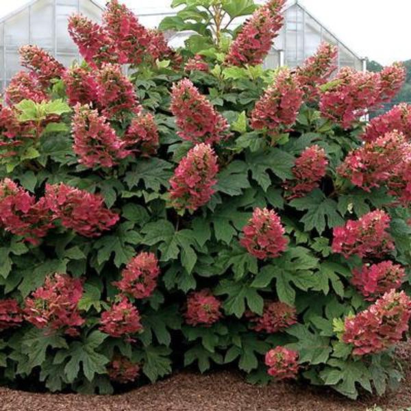 Ruby Slippers Oakleaf Hydrangea (Hydrangea quercifolia 'Ruby Slippers'), a shrub featuring red, pink, white flowers and deciduous.
