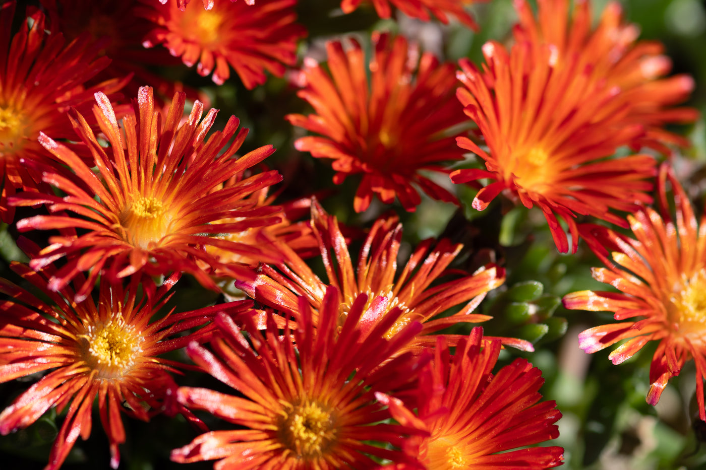 Vibrant red and orange ice plant flowers with yellow centers blooming in a dense, sun-lit garden cluster.