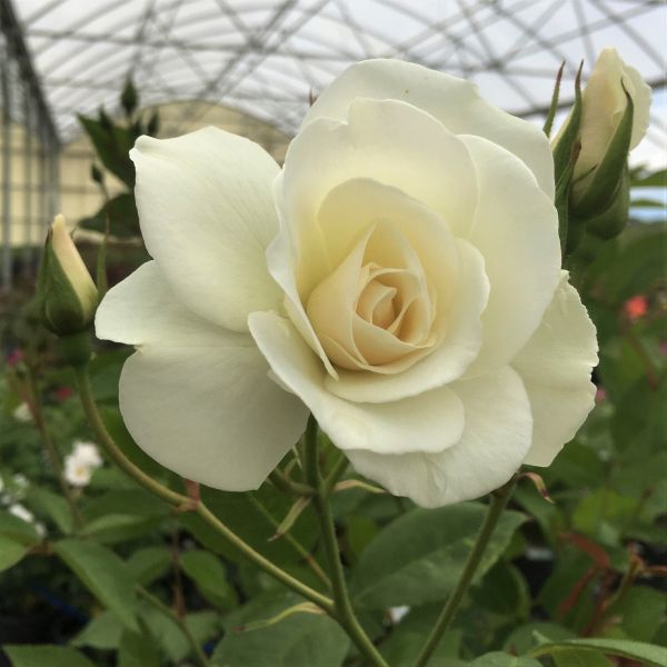 Close-up of white rosa flowers on Iceberg® Floribunda Rose.