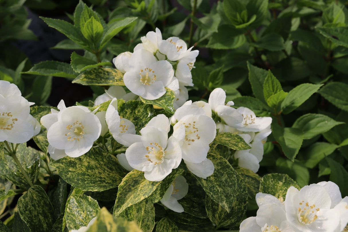 Illuminati Sparks Mock Orange shrub, front view