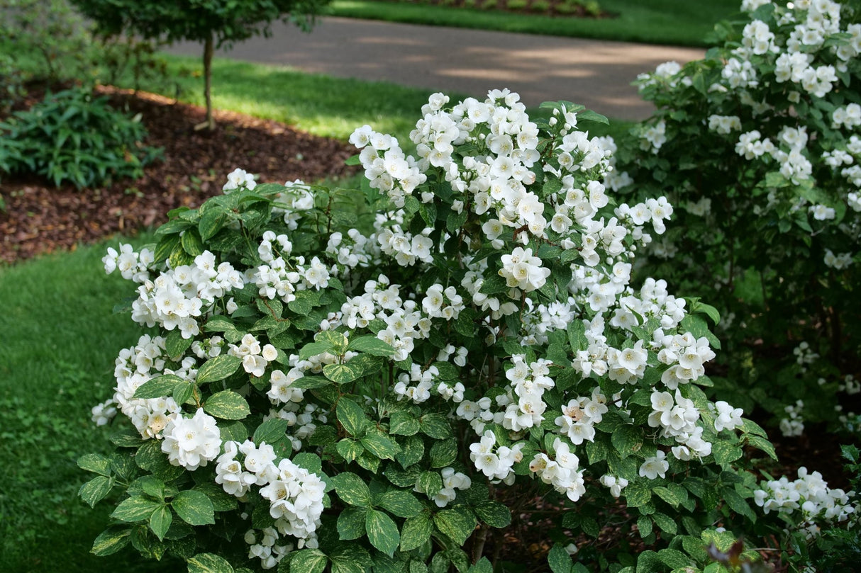 Illuminati Sparks Mock Orange shrub, side view