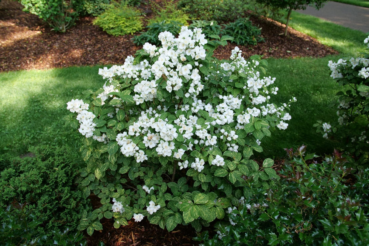 Illuminati Sparks Mock Orange shrub, lifestyle view