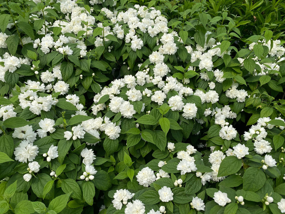 Illuminati Spice Mock Orange shrub, side view