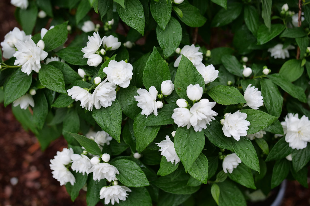 Illuminati Spice Mock Orange shrub, detail view