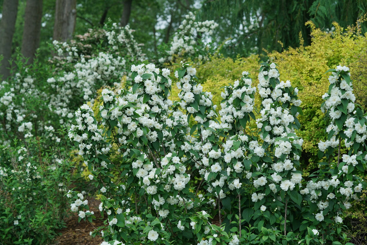 Illuminati Spice Mock Orange shrub, lifestyle view