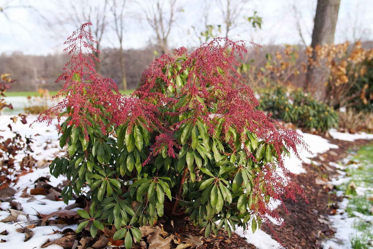 Interstella Lily of the Valley Shrub shrub, side view
