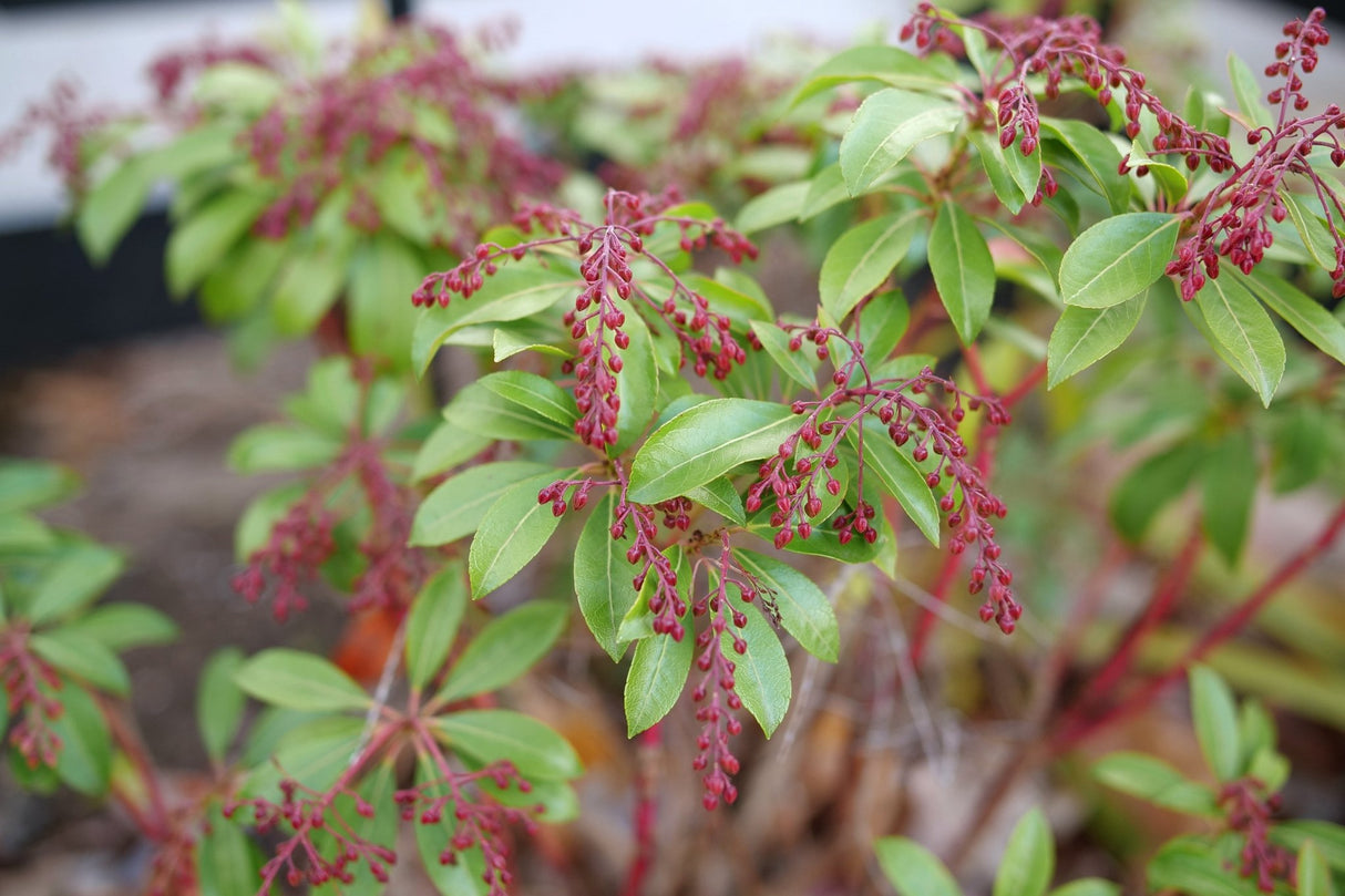 Interstella Lily of the Valley Shrub shrub, lifestyle view