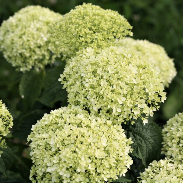 Invincibelle Limetta® Hydrangea