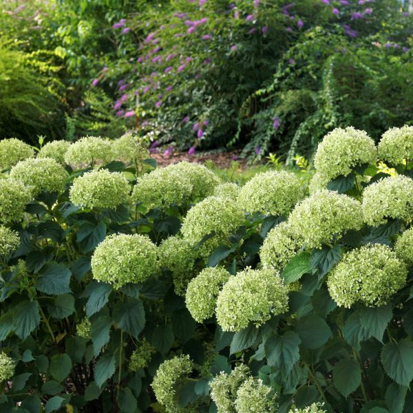Invincibelle Limetta® Hydrangea