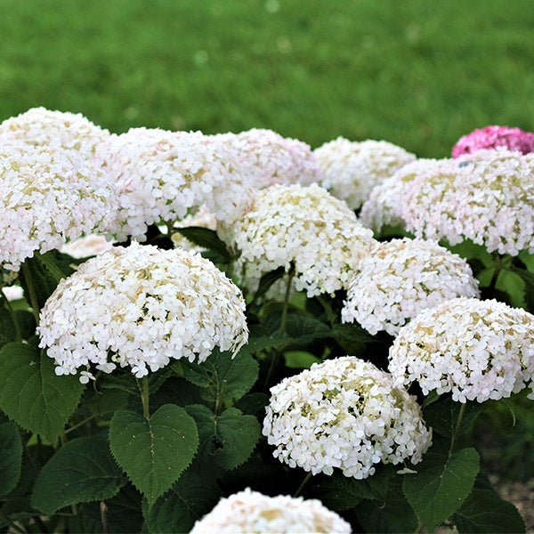 Invincibelle Wee White® Hydrangea