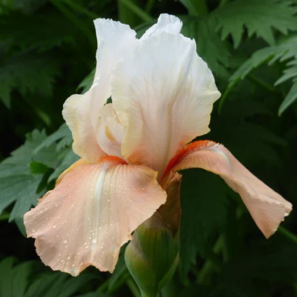 Invitation Tall Bearded Iris Bloom