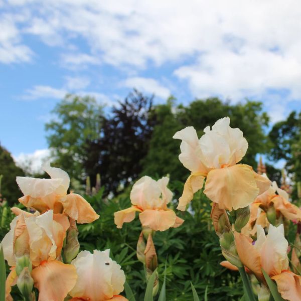Invitation Tall Bearded Iris Blooms