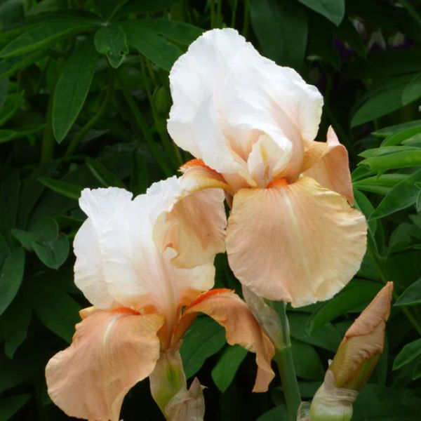 Invitation Tall Bearded Iris Bloomed
