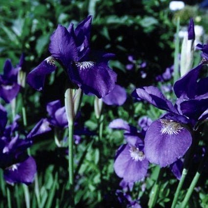 Perennial foliage of Caesars Brother Siberian Iris (Iris sibirica 'Caesar's Brother') in a garden setting.