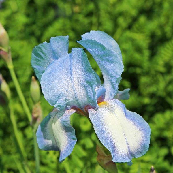 Clarence Bearded Iris (Iris germanica 'Clarence'), a perennial featuring blue, white flowers and perennial.