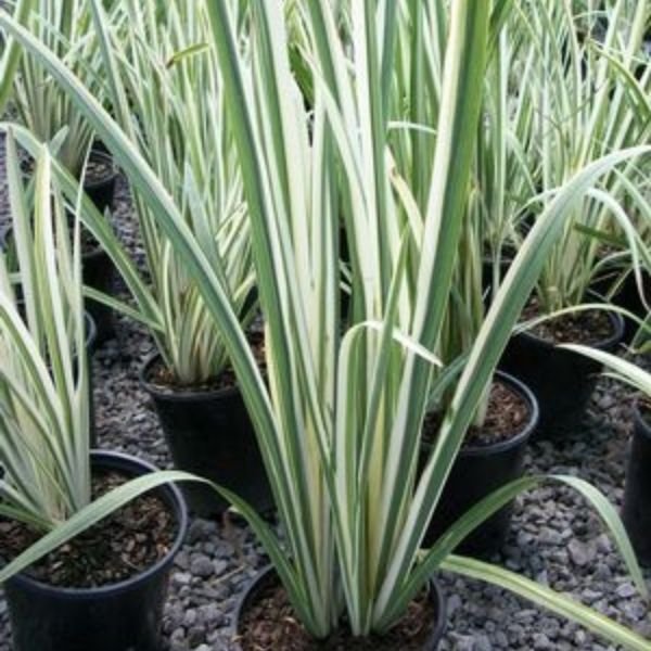 Perennial foliage of Variegata Japanese Iris (Iris ensata 'Variegata') in a garden setting.