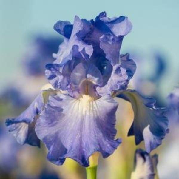Close-up of blue, purple, white iris flowers on Victoria Falls Bearded Iris blooming in late spring to early summer to late summer.