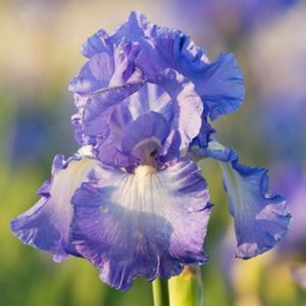 Victoria Falls Bearded Iris (Iris germanica 'Victoria Falls'), a perennial featuring blue, purple, white flowers and perennial.