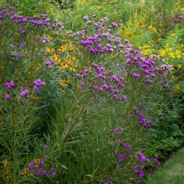 Iron Butterfly Ironweed (Vernonia lettermannii 'Iron Butterfly'), a perennial featuring purple flowers and perennial.