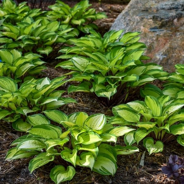 Close-up of purple hosta flowers on Island Breeze Hosta blooming in late summer to early fall.