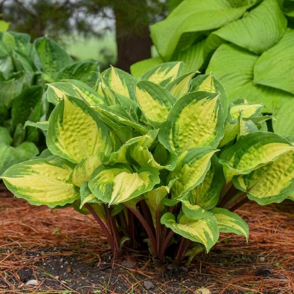 Island Breeze Hosta (Hosta x 'Island Breeze'), a perennial featuring purple flowers and perennial.