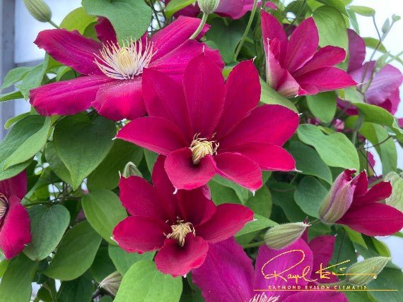 Issey™ Clematis